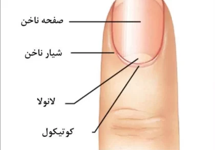 ساختمان ناخن
