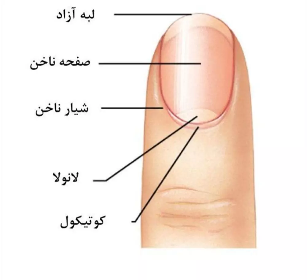 ساختمان ناخن