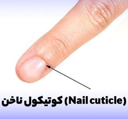 کوتیکول ناخن | آموزش کاشت ناخن سالنی